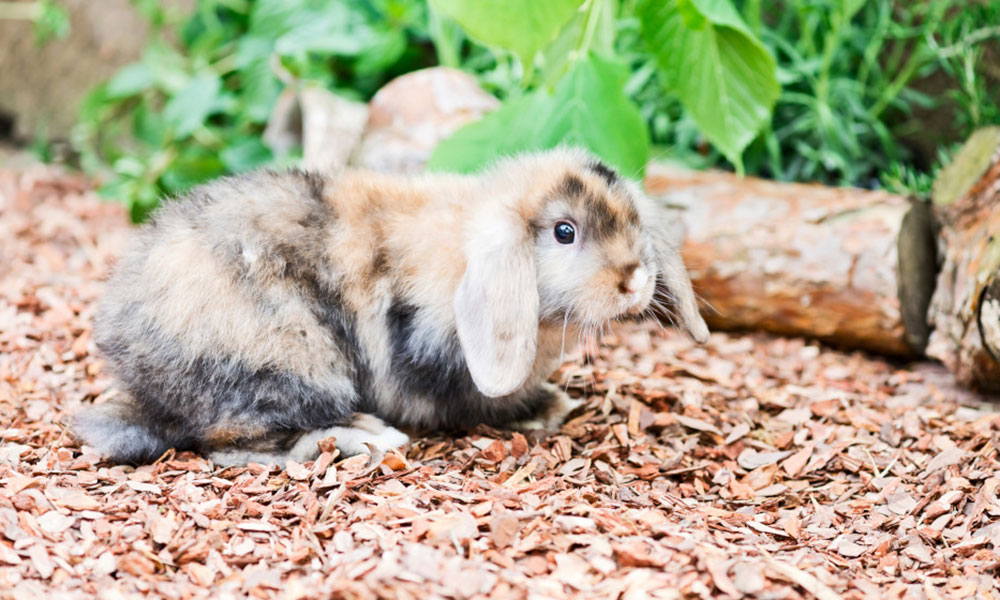 Un enclos extérieur est une des conditions pour faire sortir son lapin dans le jardin