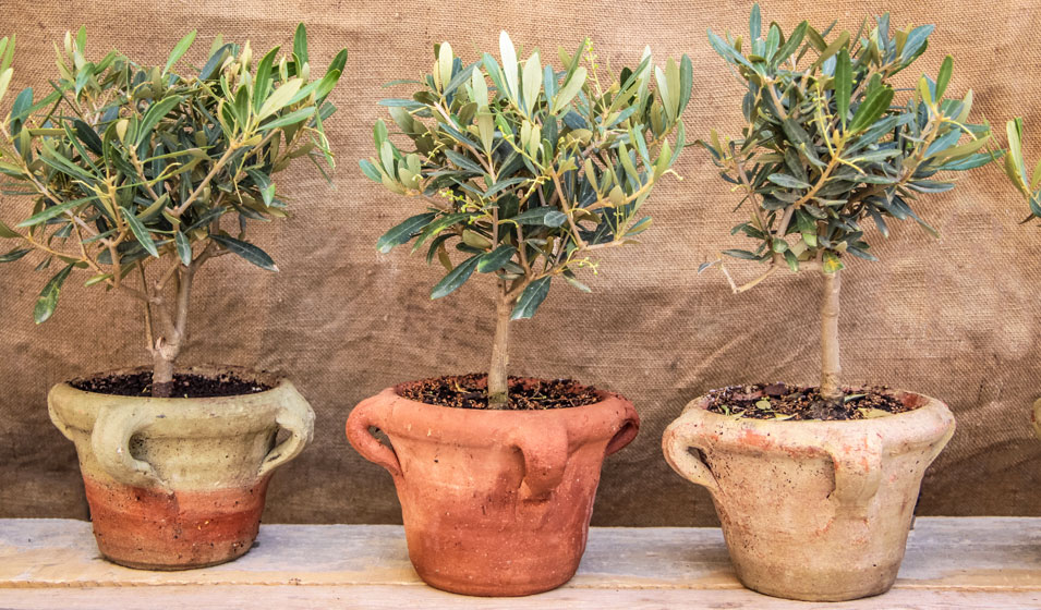 Entretenir son olivier en pot : rempoter, taille et arrosage !