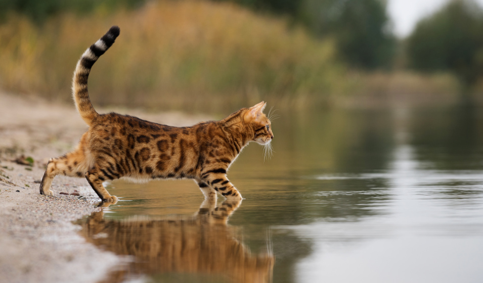 Le bengal est un chat adapté aux personnes allergiques