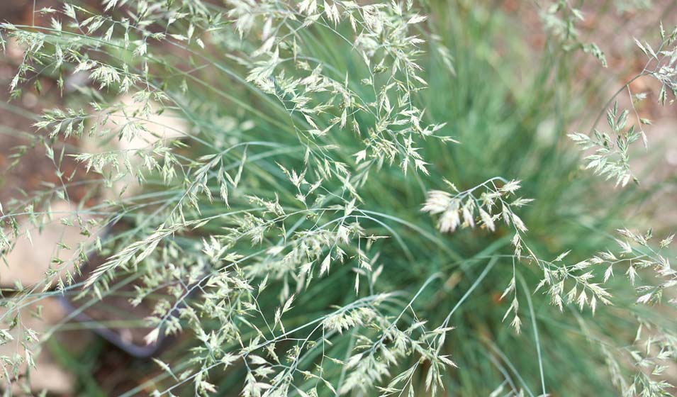 À ne pas confondre avec les "gras minets"