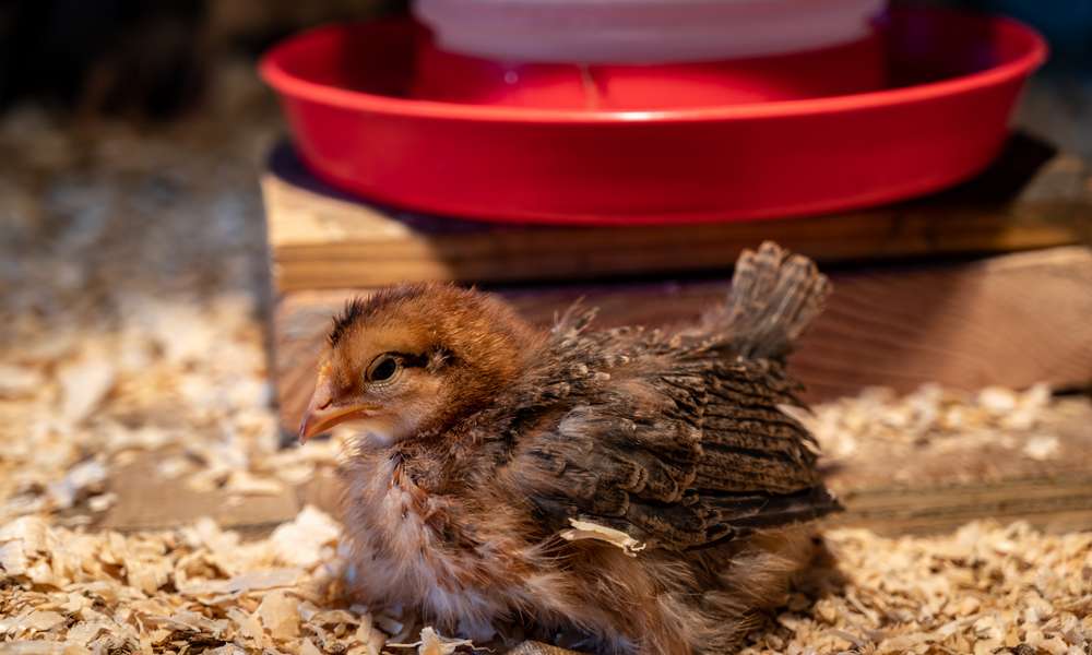 La mangeoire est surélevée quand les poussins sont un peu plus grands