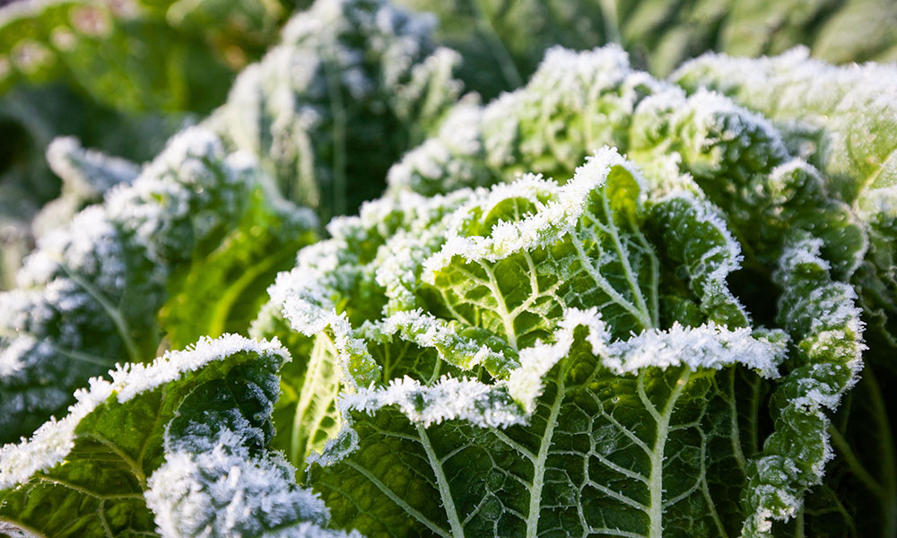 Les différentes façons de protéger les plantes en hiver