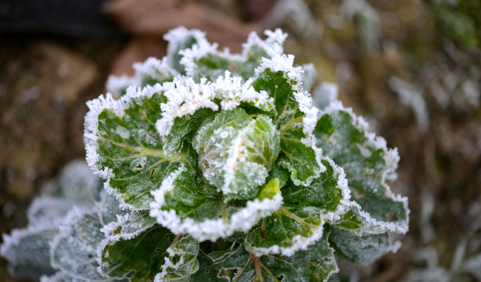 Protéger vos plantes de l'hiver - Mr Jardinage