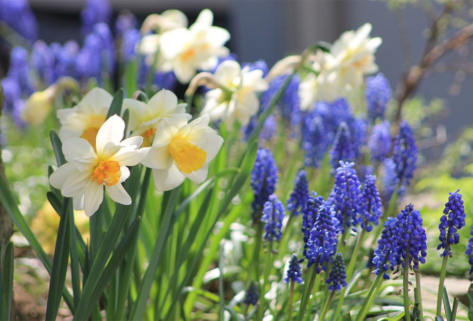 bulbes de printemps