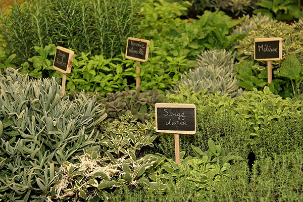 Cultivez les plantes aromatiques ensemble, elles ont les mêmes exigences de culture