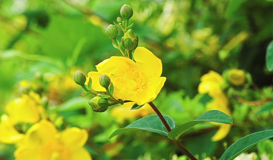 Le millepertuis arbustif (Hypericum)