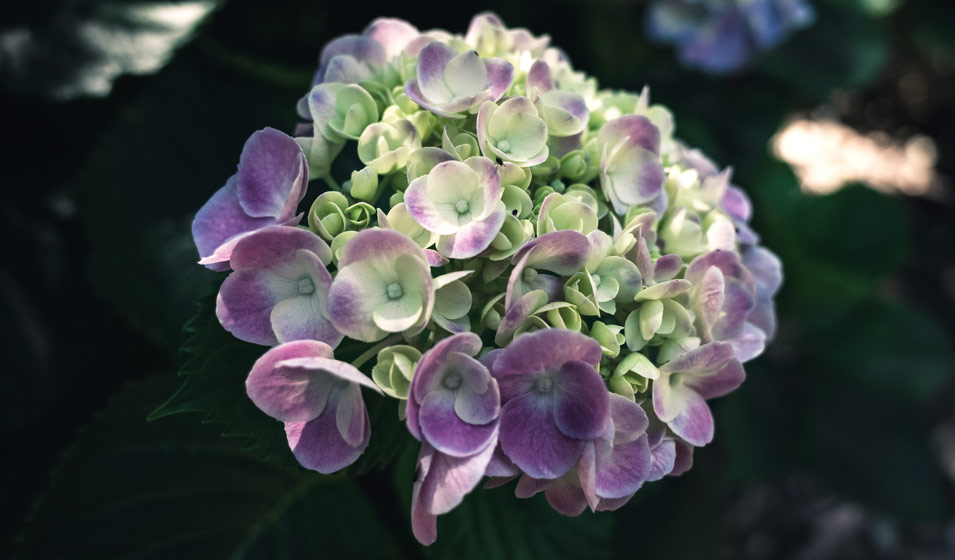 Hortensia, Hydrangea