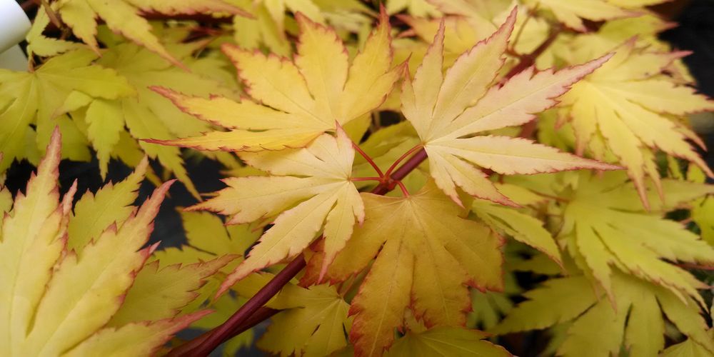 L’érable du Japon 'Orange Dream'