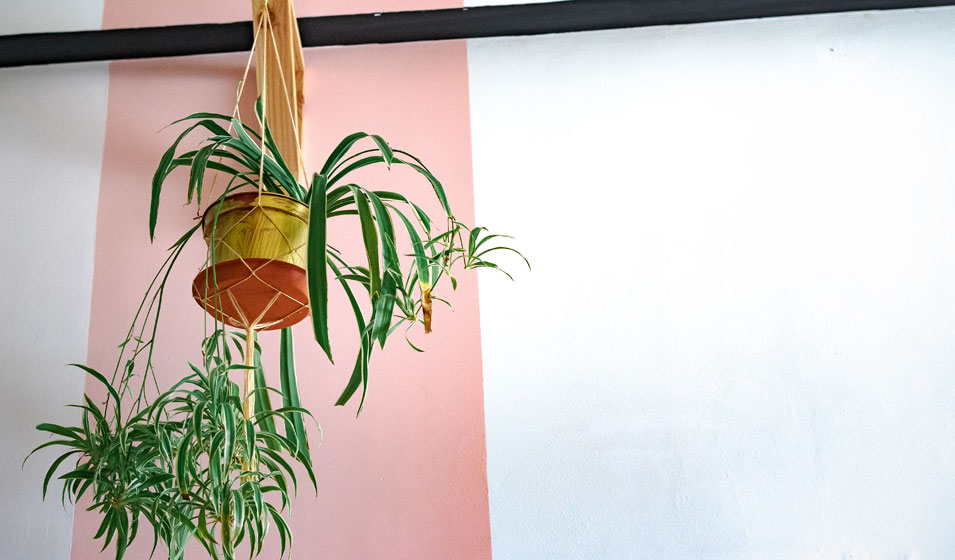 Il a une plante araignée au plafond