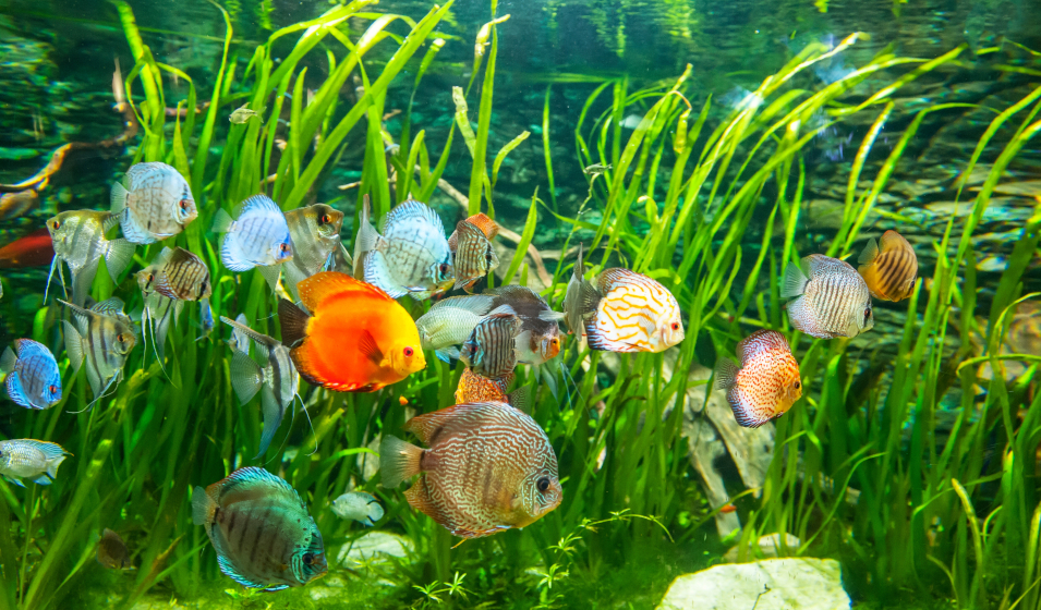 Quel éclairage choisir pour son aquarium ? - Jardiland