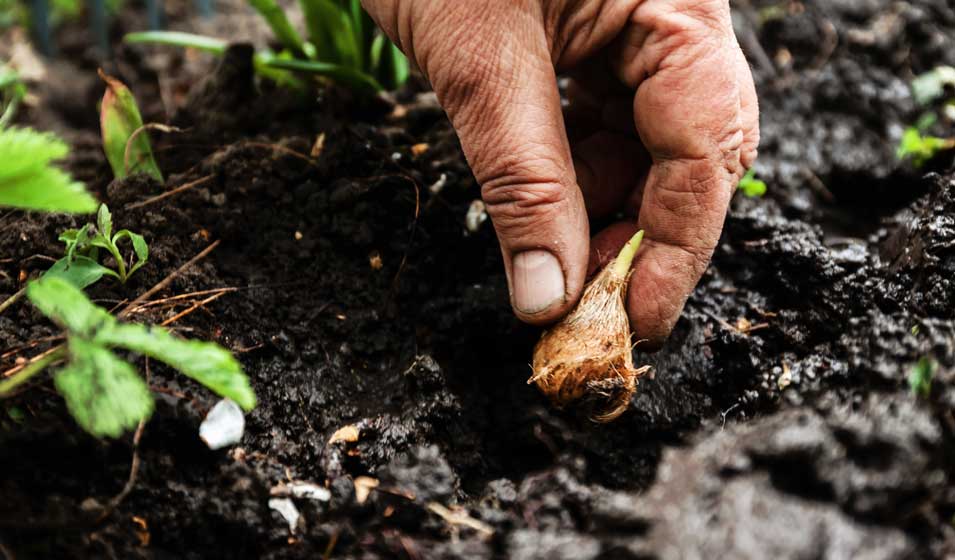 Plantation Bulbes : La Pause Jardin, planter et semer les plantes