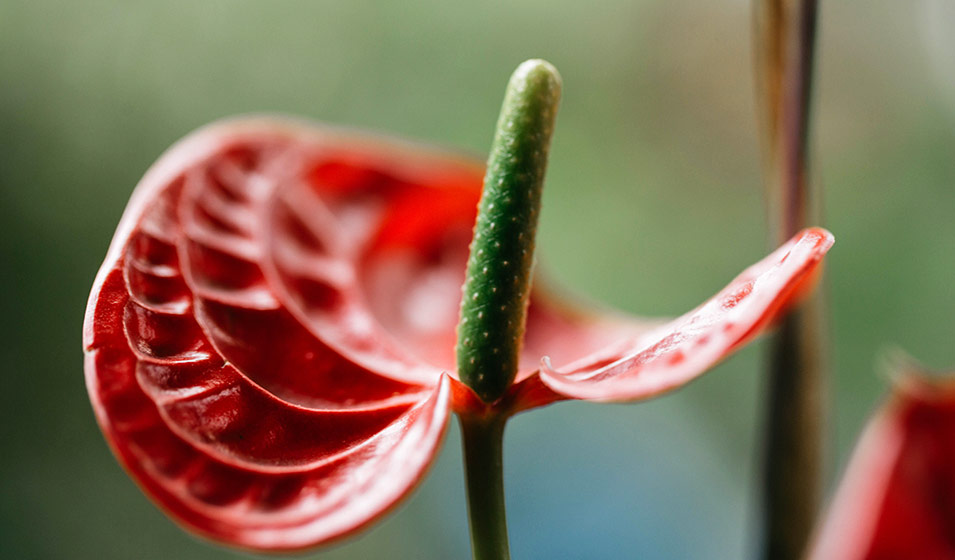 Anthurium