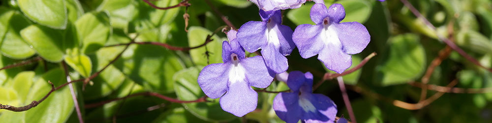Streptocarpus