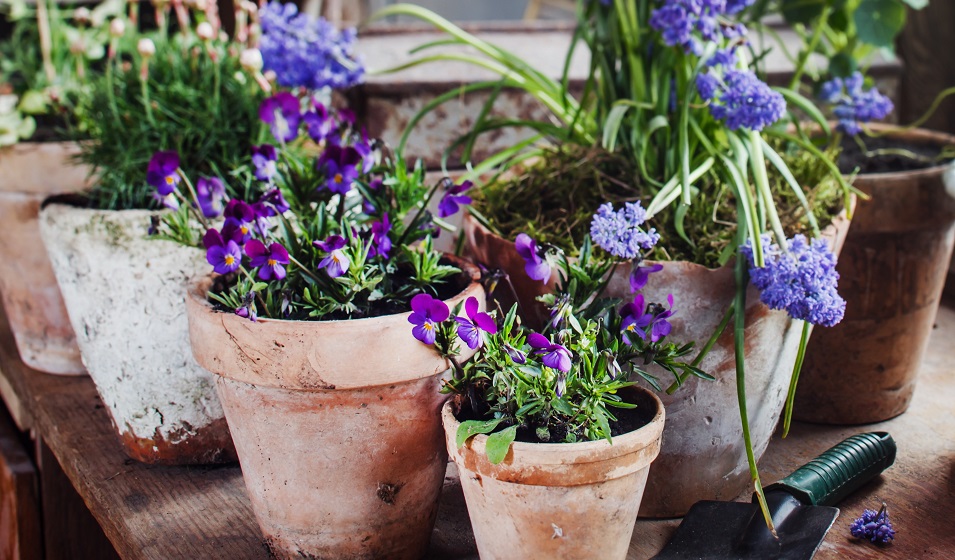 Pot de Jardin en Terre Cuite – Pots de Fleurs and Co