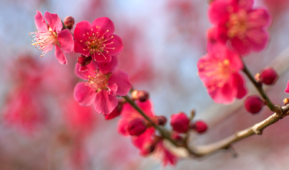Abricotier du Japon