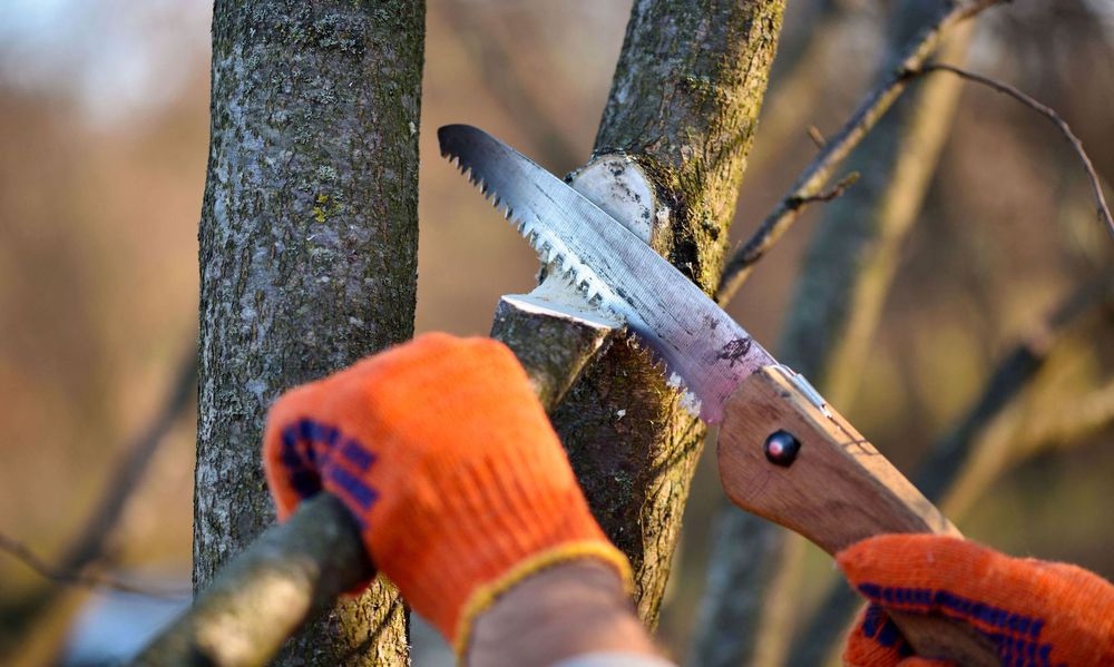 Pour une belle coupe, rien de mieux que des dents bien affûtées