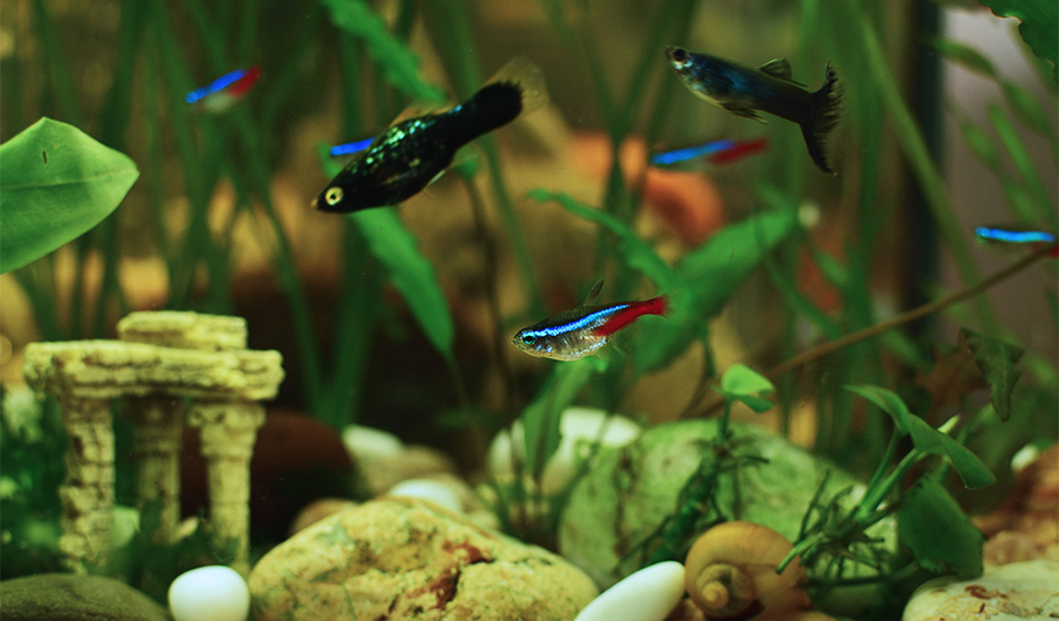 Quels sont les poissons utiles pour mon aquarium ? - Uchl