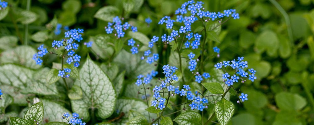 Brunnera