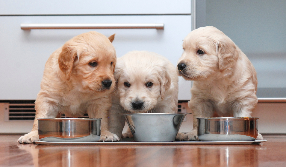 Trois chiots golden retriever mangent dans la cuisine