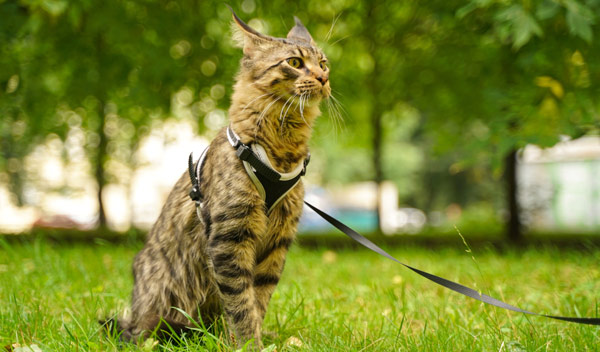 Se promener avec son chat : choisir un harnais pour sa sécurité - Jardiland
