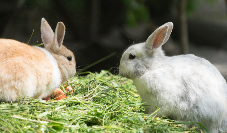 Un grand enclos sécurisé est indispensable pour laisser les lapins dans le jardin 