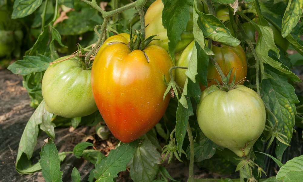 Il ne faut pas trop d’eau pour les fruits des pieds de tomates