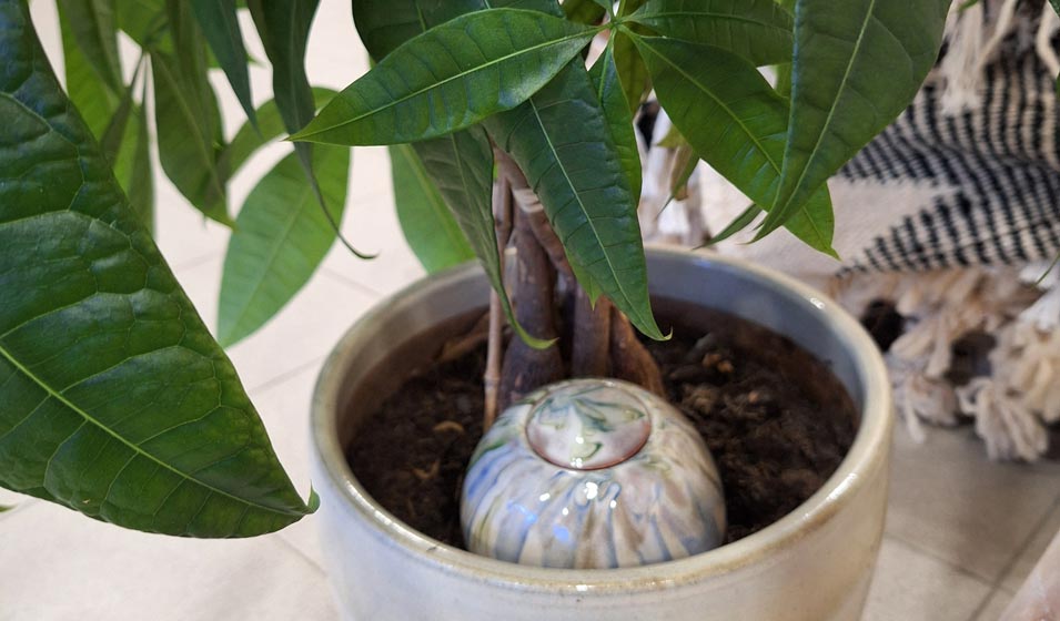 Comment russir l'arrosage de ses plantes avec des oyas ? - Jardiland