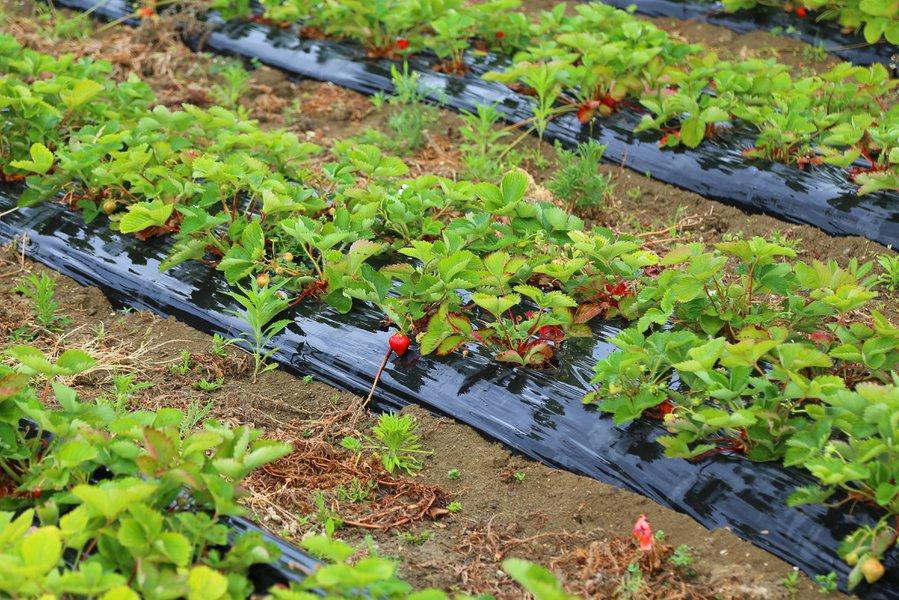 Les traditionnelles bâches noires sur plantations de fraisiers
