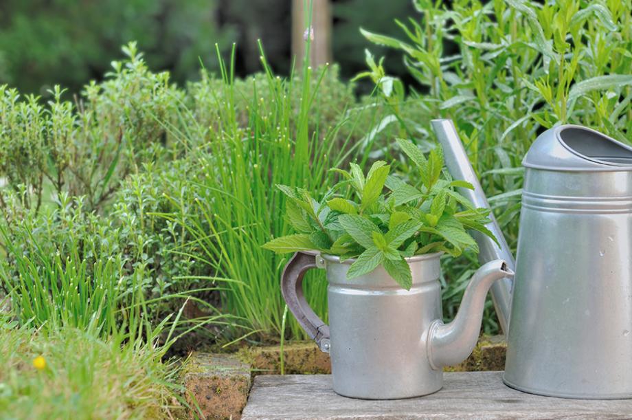 Les plantes antipucerons Gamm vert — free download