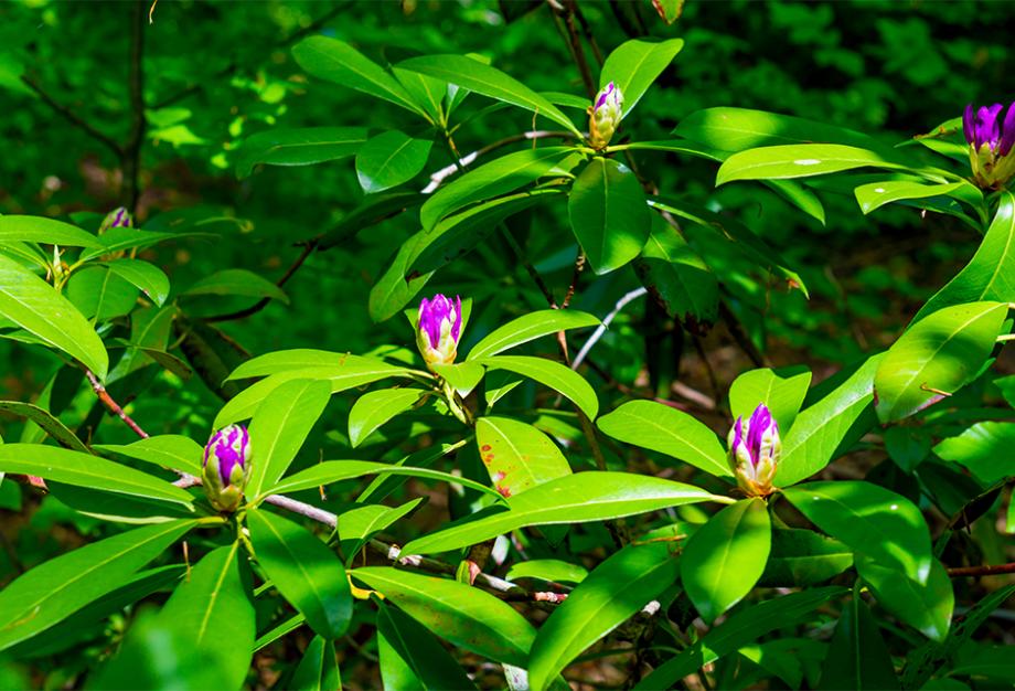 Rhododendron