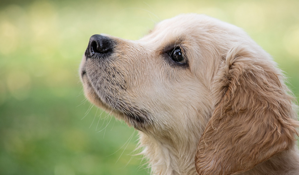 100 idées de prénoms de chiens en V Jardiland