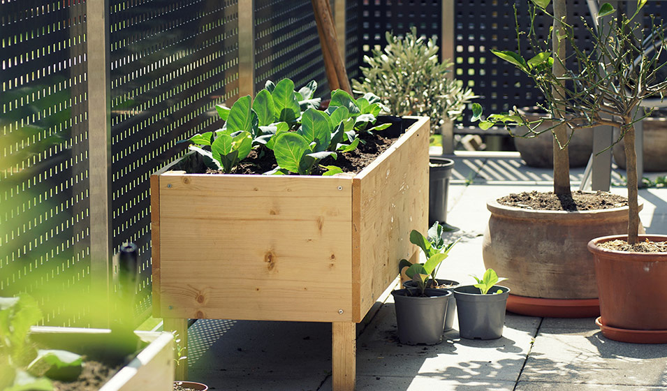 Jardinage. DIY: trois idées de suspensions avec des géraniums