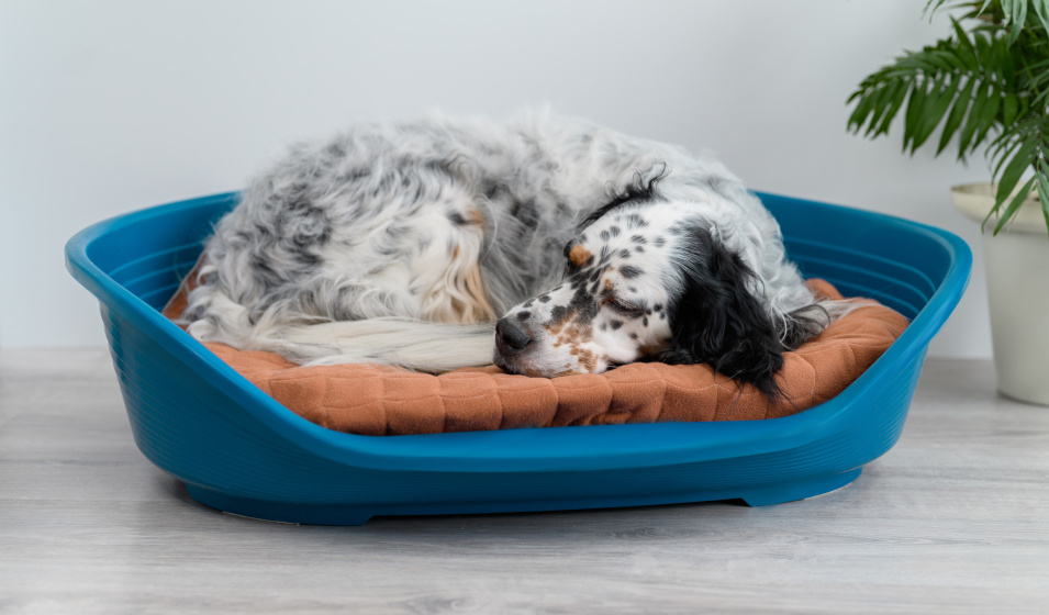 Un chien setter dort dans une corbeille en plastique sur un coussin