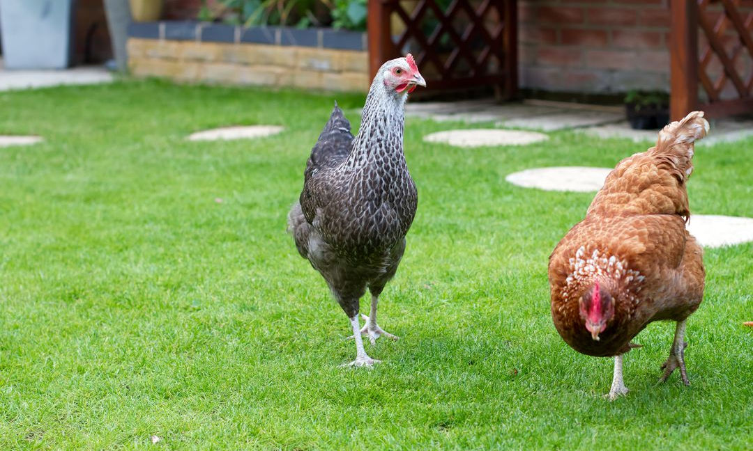 Un grand terrain herbeux et de quoi satisfaire leur curiosité, rien de mieux pour des poules heureuses !
