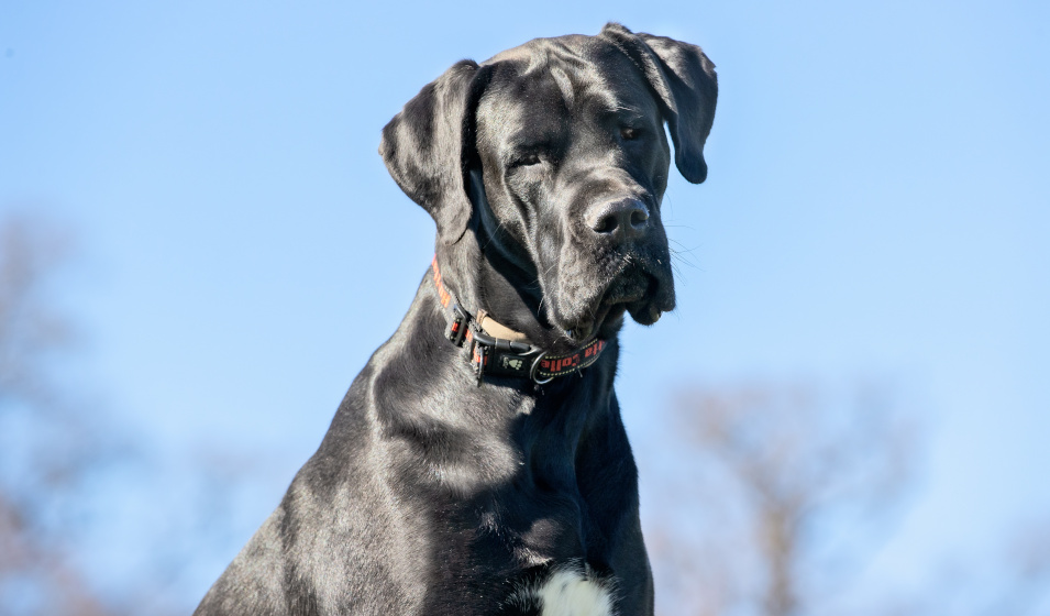 Gros plan sur un chien dogue allemand noir
