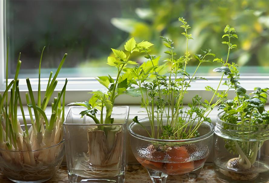 Salade en pot : comment les planter ? (4 étapes simples)