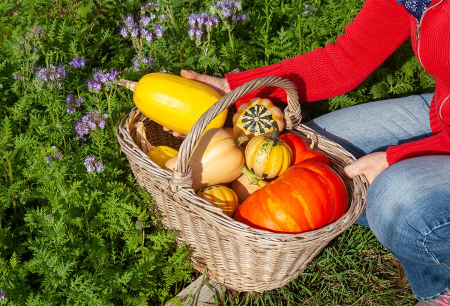 Les engrais verts, comme la phacélie, vous donne de beaux légumes.