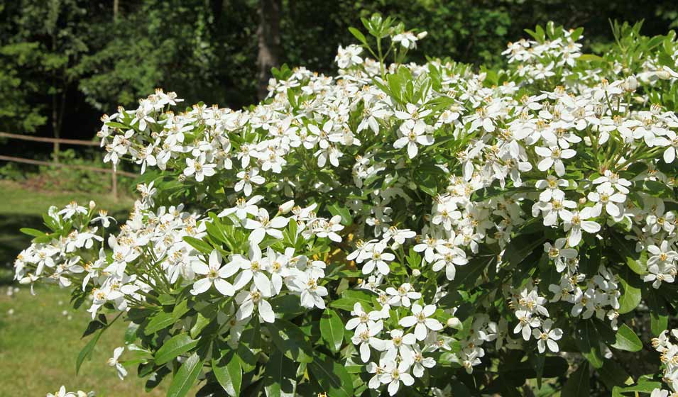 Le parfum en plus