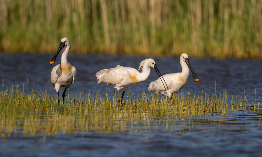La Réserve Ornithologique du Teich