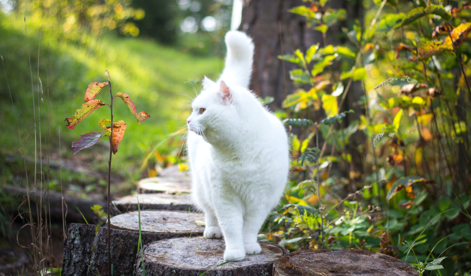 chat