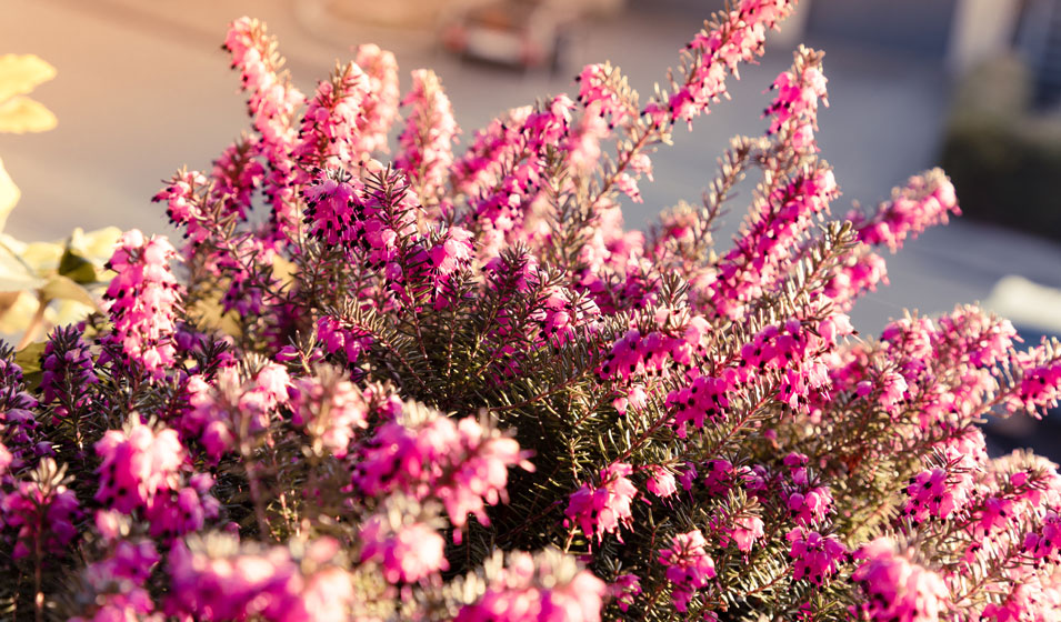 Des fleurs et des feuillages