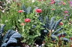 Laissez une large place aux plantes sauvages (Photo Jean Renaudineau)