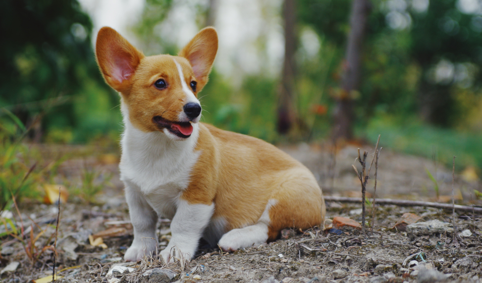 chiot