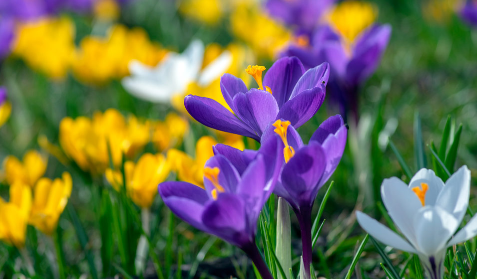 Qu'estce qu'un jardin au naturel ? Jardiland