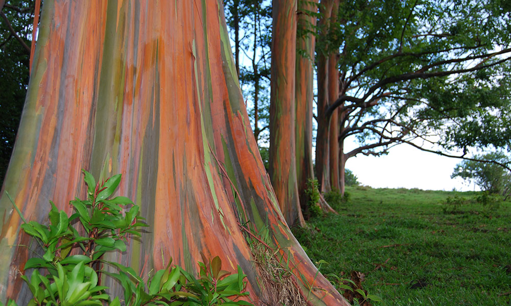 L’arbre le plus coloré