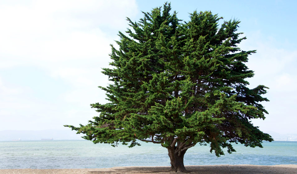 Pin de Monterey (Pinus radiata)