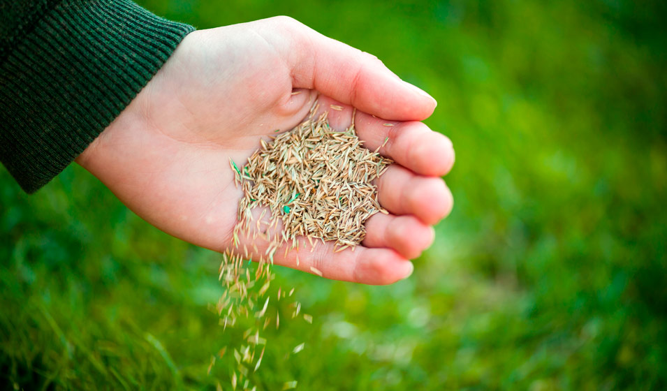 Comment bien préparer le terrain pour semer du gazon ? Jardiland