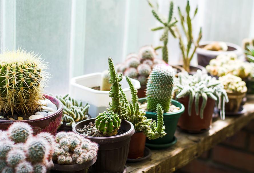 Plantes succulentes : carateristiques, culture et entretien  Cactus et  plantes succulentes, Plante succulente, Mini jardins