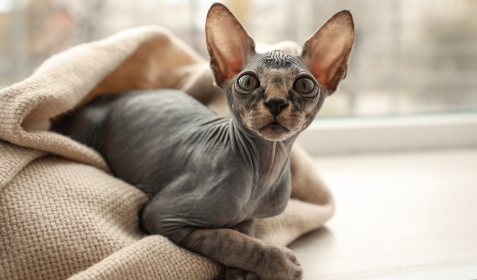 Le sphynx est le plus connu des chats sans poil !