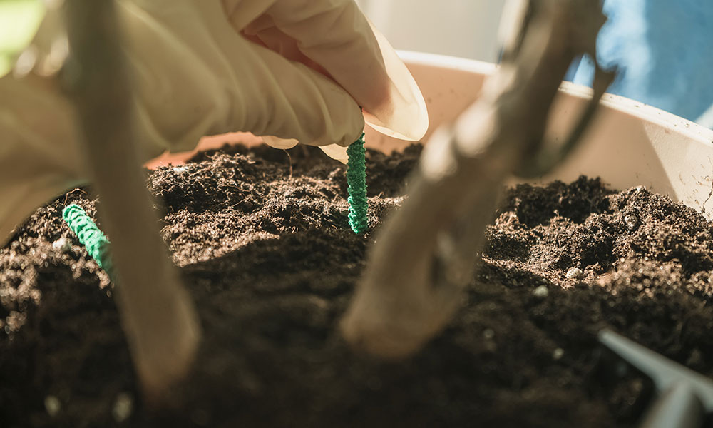 Des bâtonnets d'engrais à diffusion lente